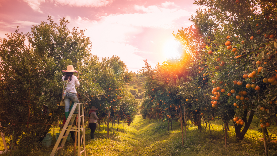 Citrus Forecast: Experts Predicting the Abundance of the Upcoming Harvest