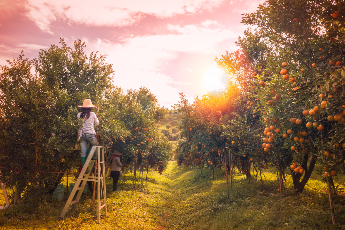 How Florida Citrus is Marketed and Sold to Consumers Both Domestically and Internationally