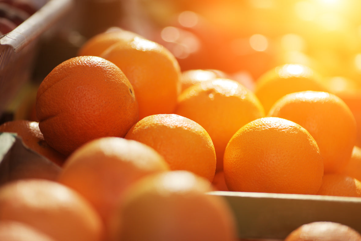 Growing and Harvesting Florida Oranges