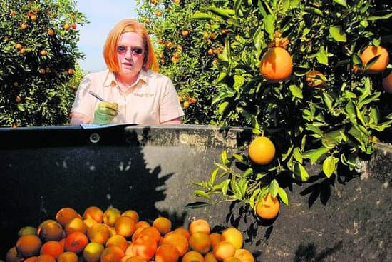 Florida Citrus: From Tree to Table, a Journey Through the Supply Chain