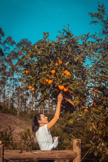 A Closer Look at the Process of Growing, Harvesting, and Packaging Florida Citrus for Consumption
