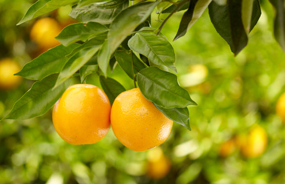 The Economic Impact of Florida's Citrus Industry on the State's Economy