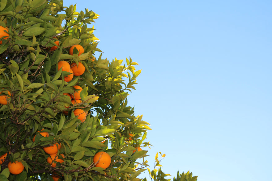 Citrus Canker and Florida Orange Industry