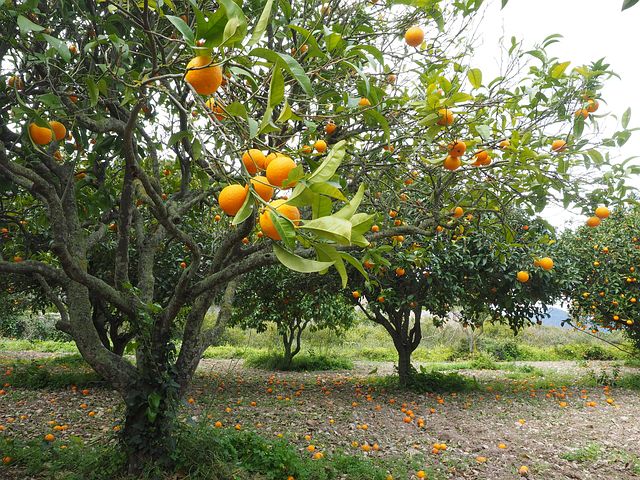 Florida Orange Processing Techniques