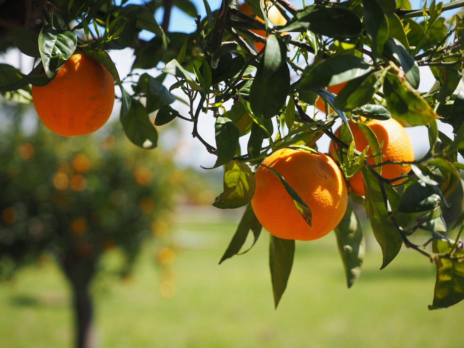 Florida Orange Supply Chain Management
