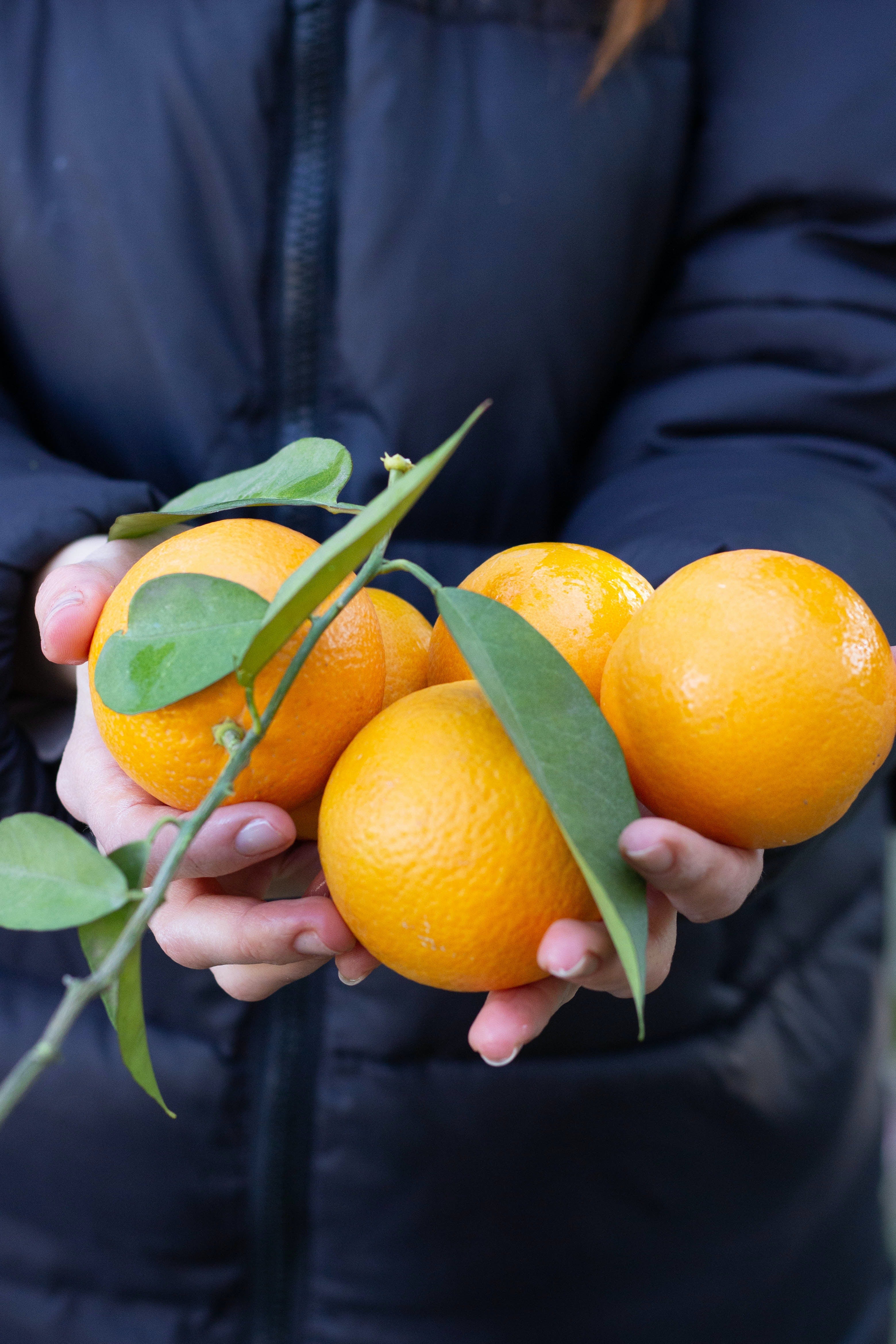 Florida Orange Industry Labor Issues