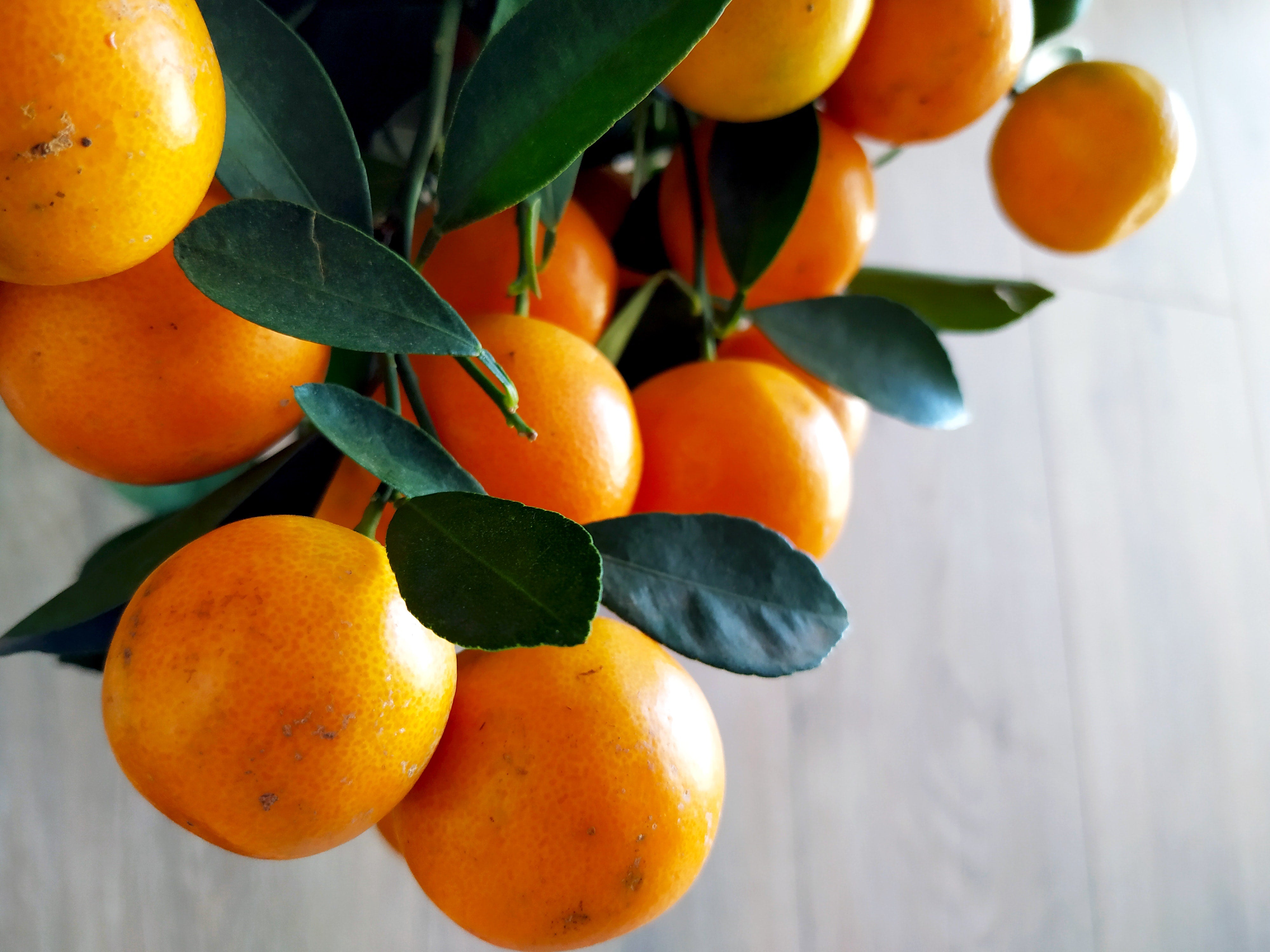 Florida Citrus: Trends and Innovations in the Industry