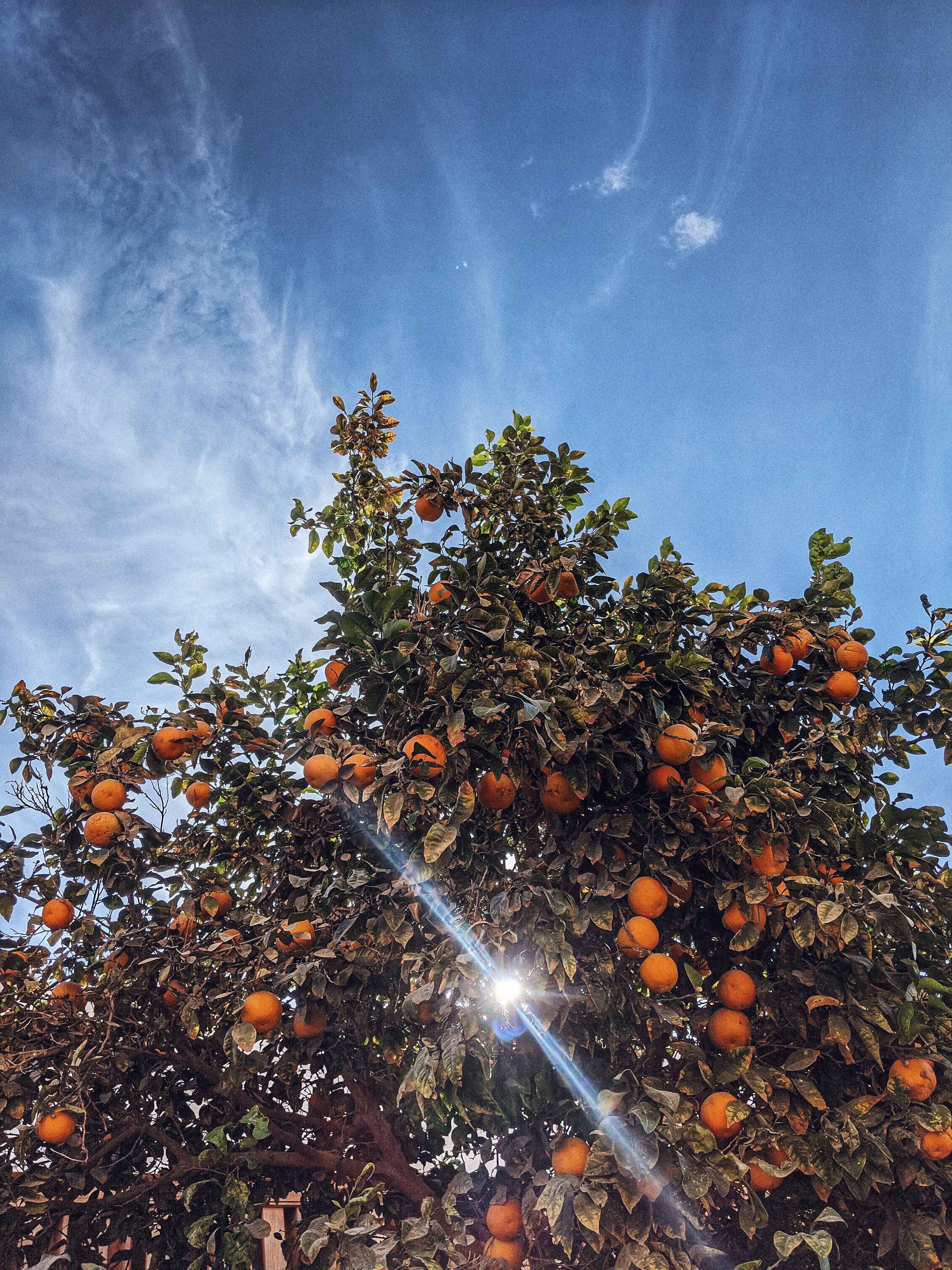 The Impact of Citrus Greening Disease on Florida's Citrus Growers