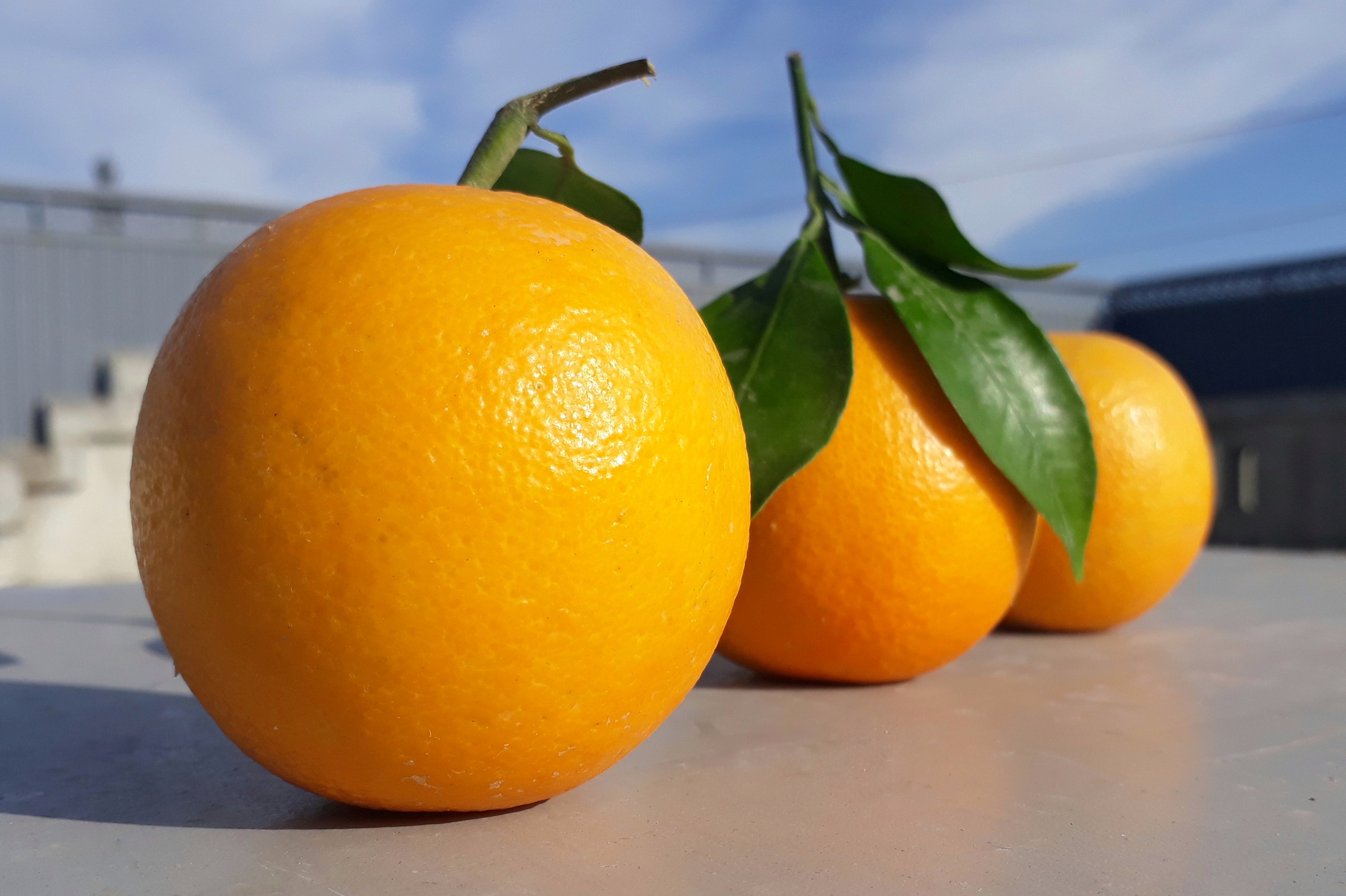 The Role of Technology in Modern Citrus Production
