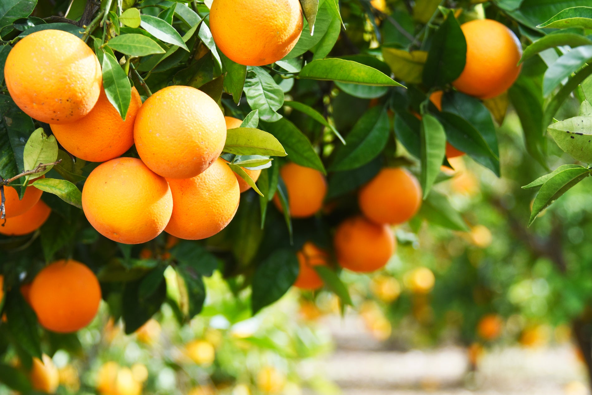 The History and Evolution of Florida's Citrus Industry FloridaOrange®