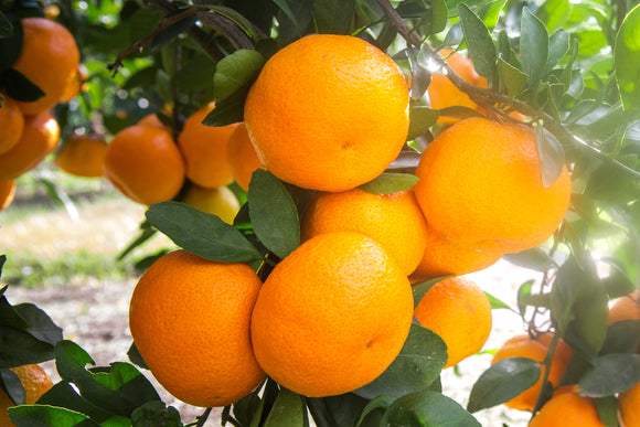 Satsuma Taster