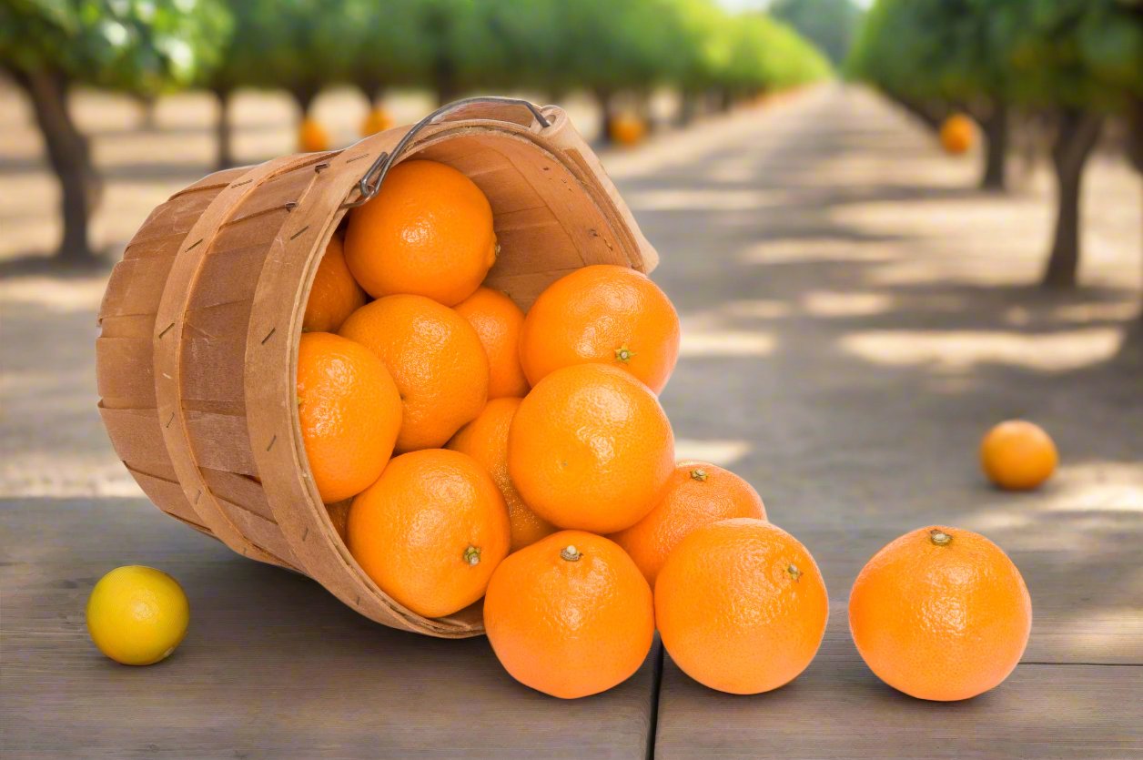 Florida Citrus Gift Basket
