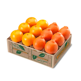 Fresh Florida Honeybells and Navel oranges
